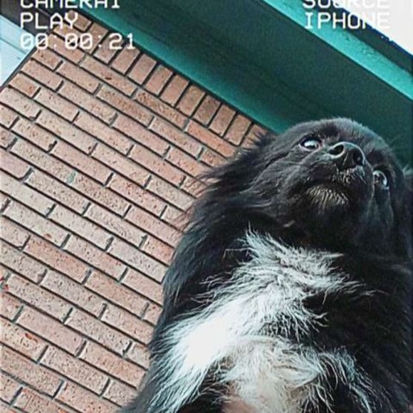 Meet your Posher, Brandon - Picture 1 of 1